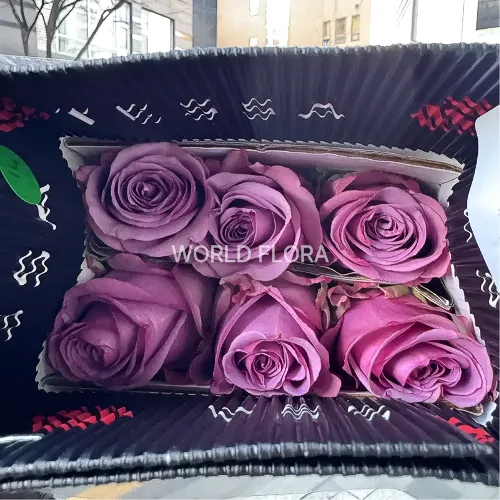 장미 쿨워터
