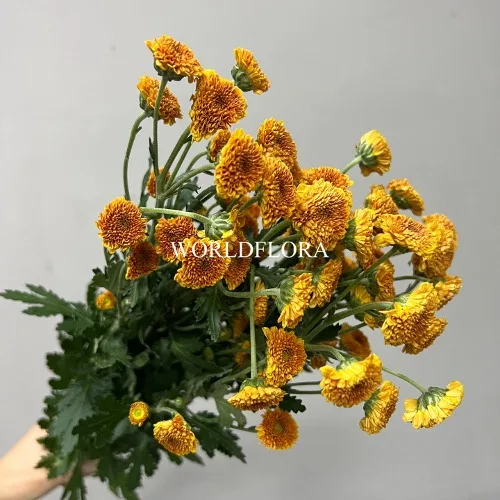 소국 칼리메로 오렌지