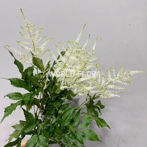 아스틸베 워싱턴 60cm (10대)