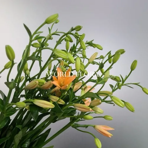 백합 오렌지 코코트 (10대)