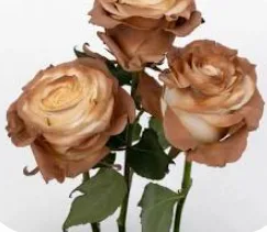 장미 염색 모카