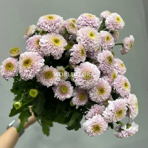 소국 도리아 핑크