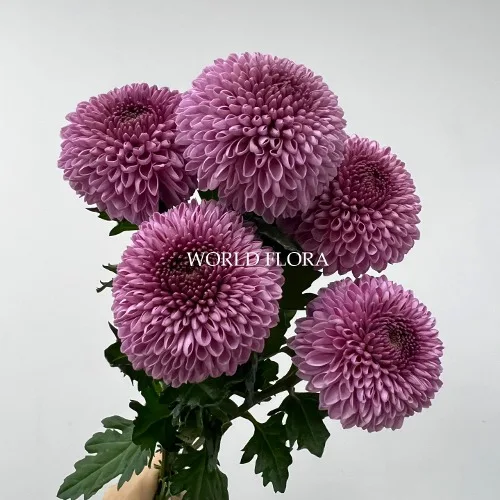 퐁퐁 자리야 5대