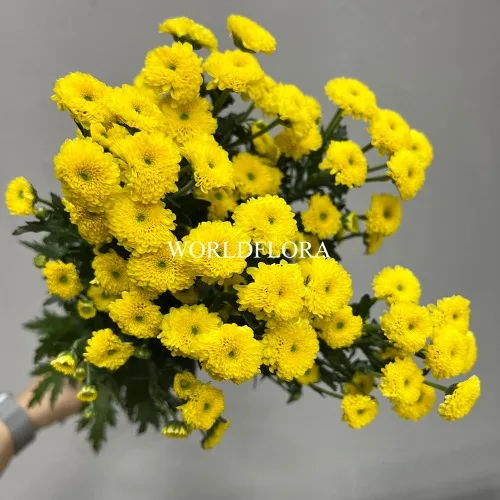 소국 칼리메로 옐로우