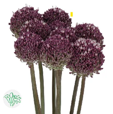 알리움 서머드러머 5cm (10대)