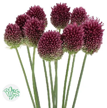 알리움 불릿 3cm (10대)