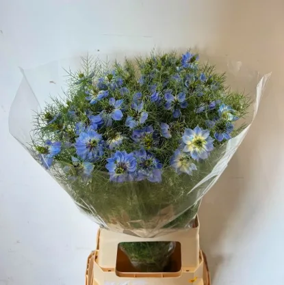 니겔라 딥씨블루 (10대)