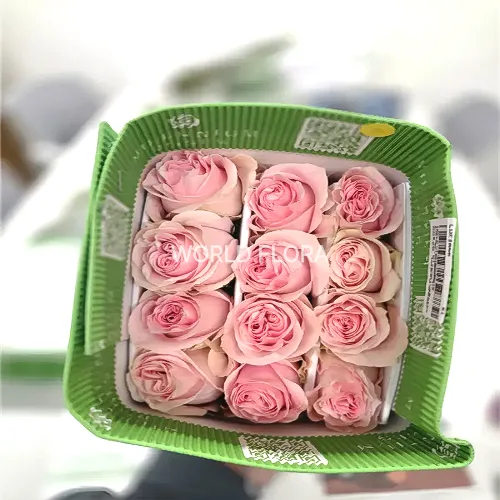 장미 루치아노