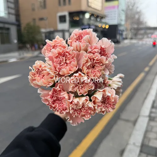 카네이션 파스텔크리미아
