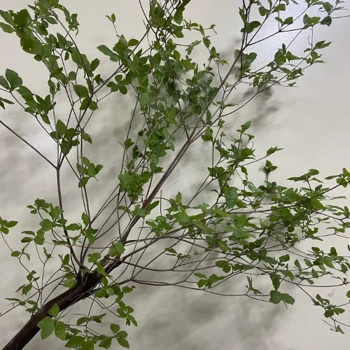 엔카이셔스 100cm