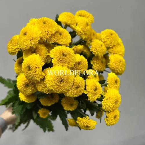 소국 도리아 바노네