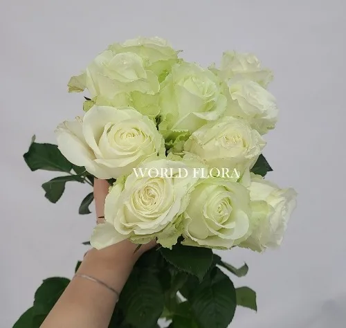 장미 아발란체 화이트10대