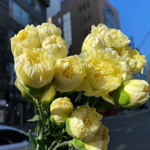 카네이션 웨딩