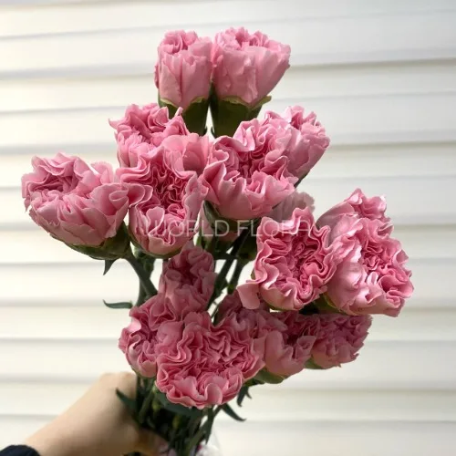 카네이션 조슈아