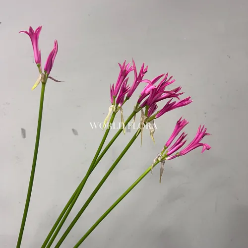 네리네 페이버릿 (10대)