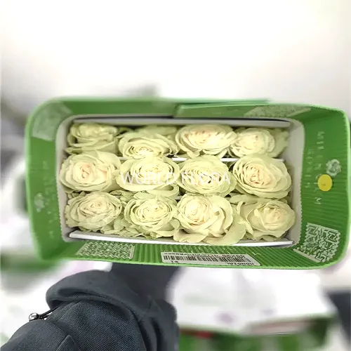 장미 몬디알화이트