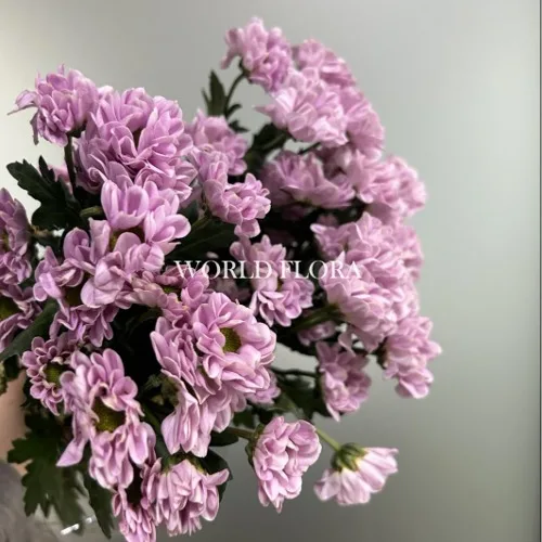 소국 로시 핑크