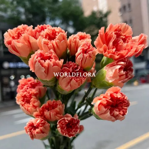 카네이션 오렌지헤르메스