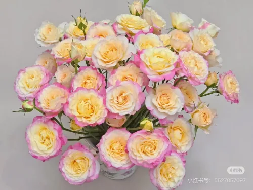 장미SP 핑크문