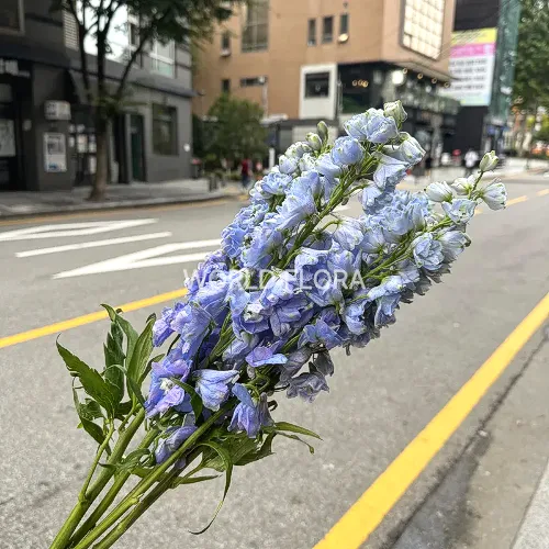 델피니움 엘라툼 가디언 라벤더 60cm (10대)