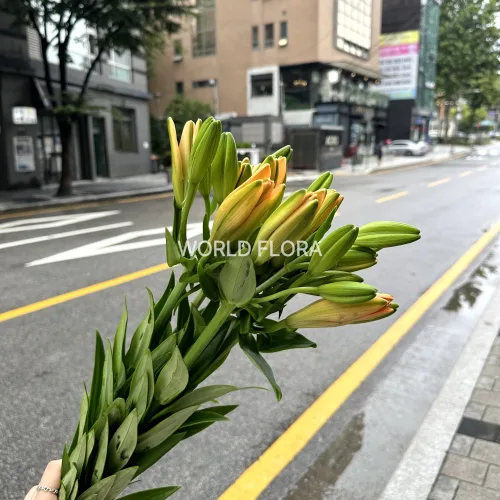 백합 라 선더랜드 (10대)