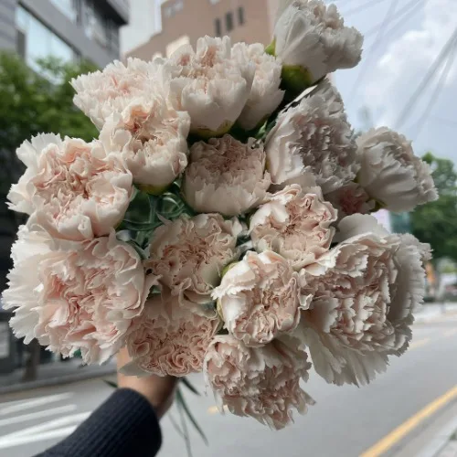 카네이션 부르트