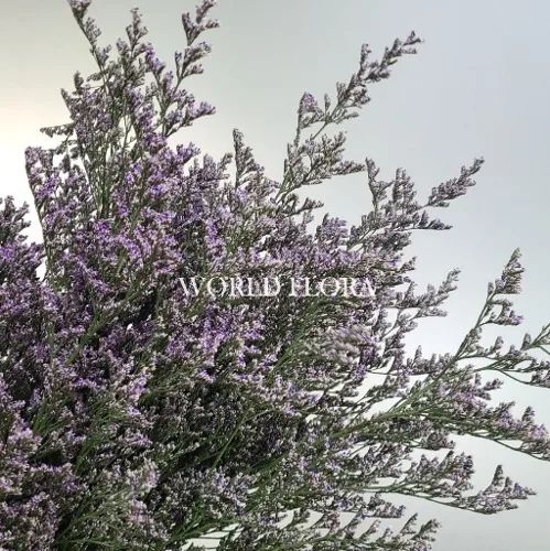 미스티블루 H