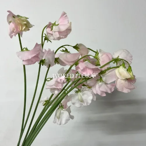 스위트피 퍼스트레이디