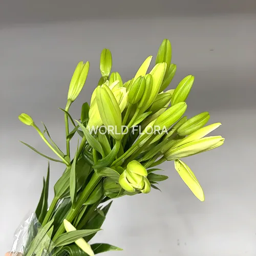 백합 라 아이라이너 (10대)