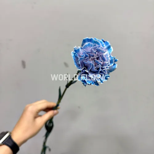 카네이션 염색 인디
