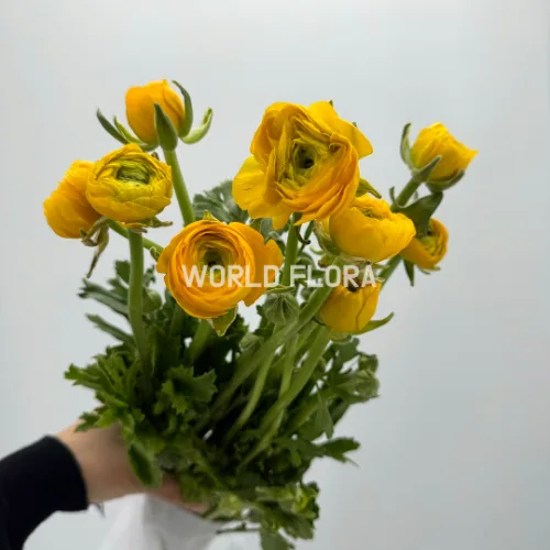 라넌큘러스 옐로우