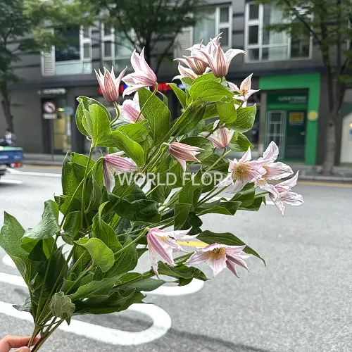 클레마티스 어메이징 마이애미 (10대)