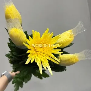 아나타시아 써니