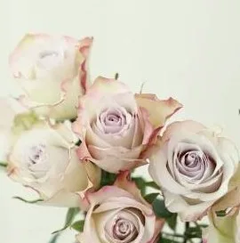 장미 염색 딥프로즌