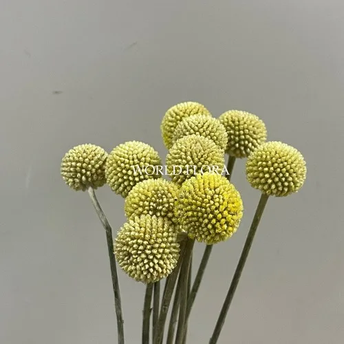 골든볼 1cm (10대)