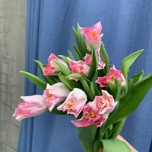 튤립 별핑크 (10대)