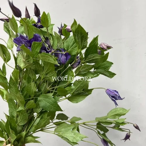 클레마티스 블루피루엣 (10대)