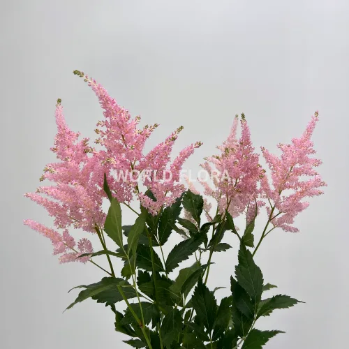 아스틸베 유로파 55cm (10대)