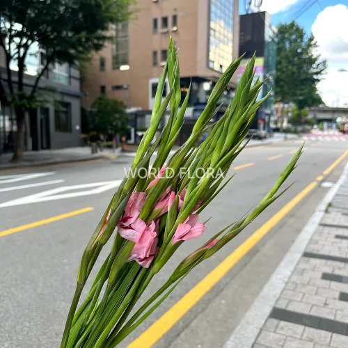 글라디올러스 미니 참 (10대)