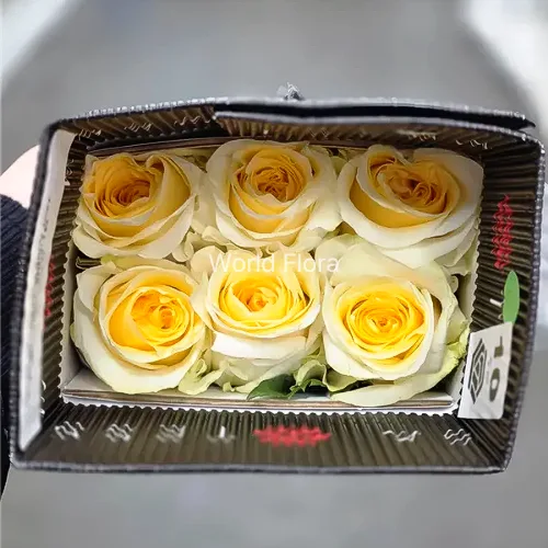 장미 크림데라크림