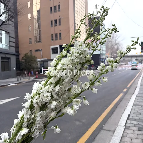 델피니움 엘라툼 가디언 화이트 80cm (10대)