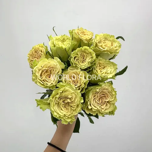 장미 마챠R