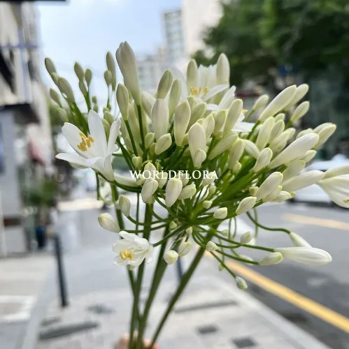 아가판서스 글레셔 (10대)