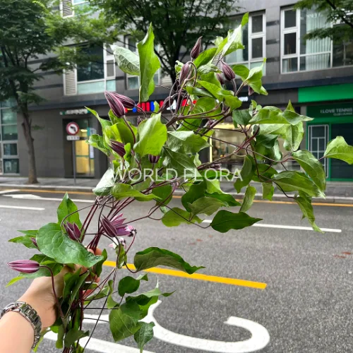 클레마티스 어메이징 도쿄 (10대)
