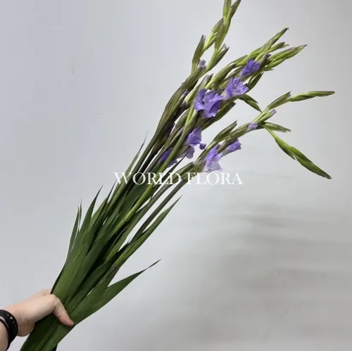 글라디오라스 라벤더