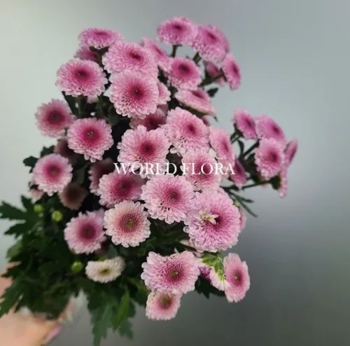 소국 칼리메로 핑크