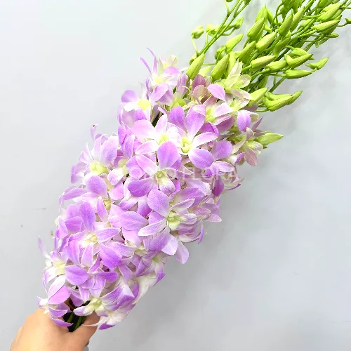 덴파레 핑크