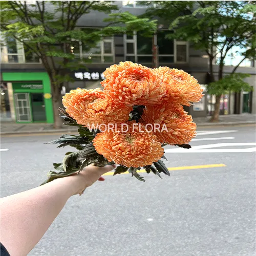 피오니퐁퐁 라이트오렌지