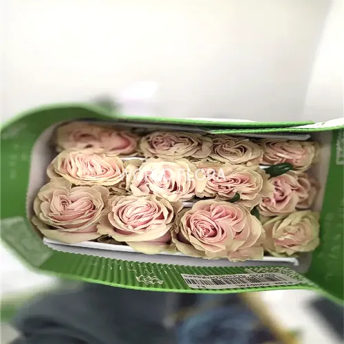 장미 핑크몬디알