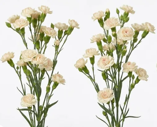 카네이션SP 크림인터메조